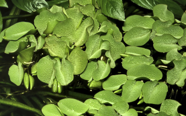 Salvinia minima - Kleinohriger Schwimmfarn 1-2-Grow!